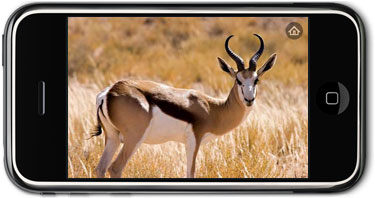 Gazelle